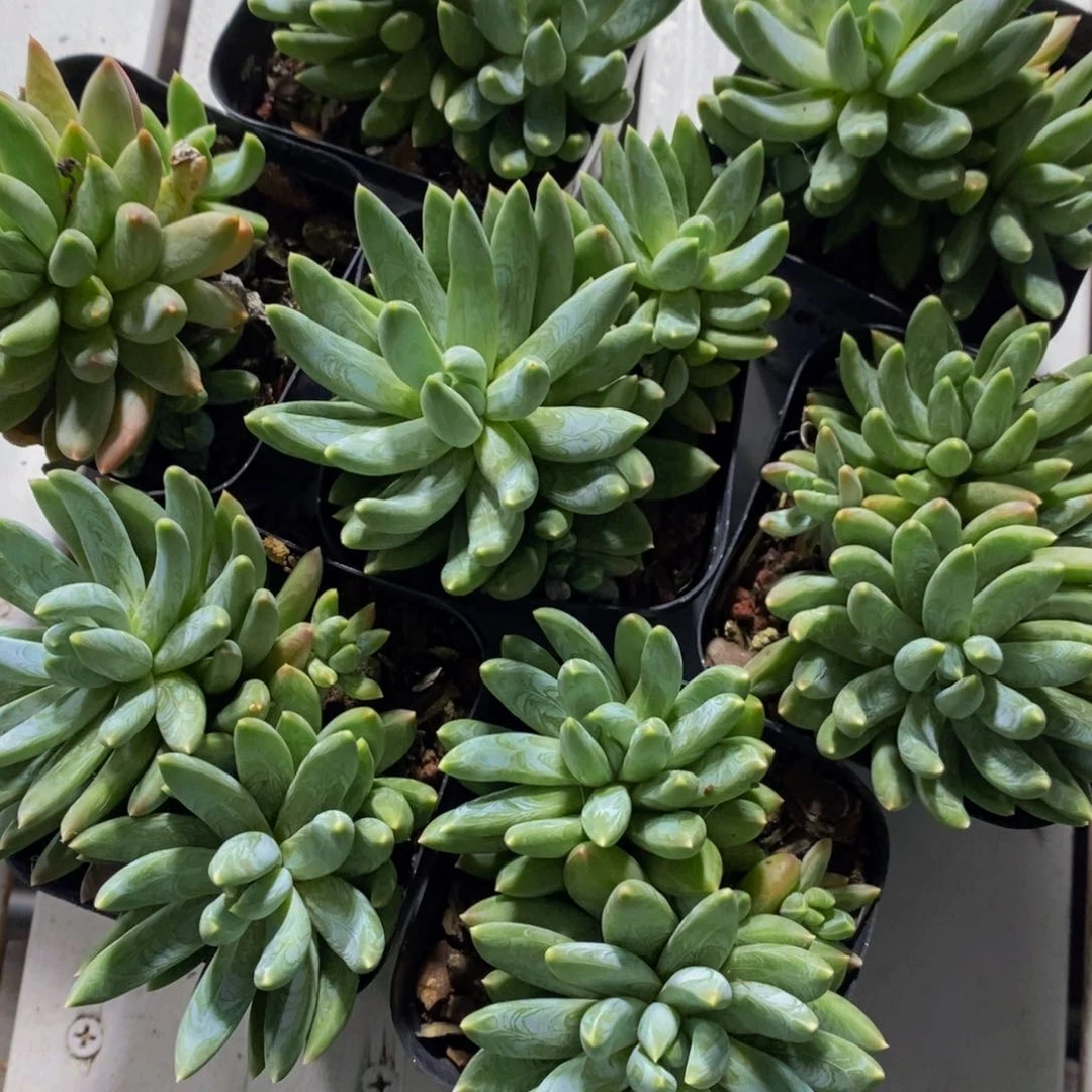 65-精品母本阿蒂斯托Sp双头一个