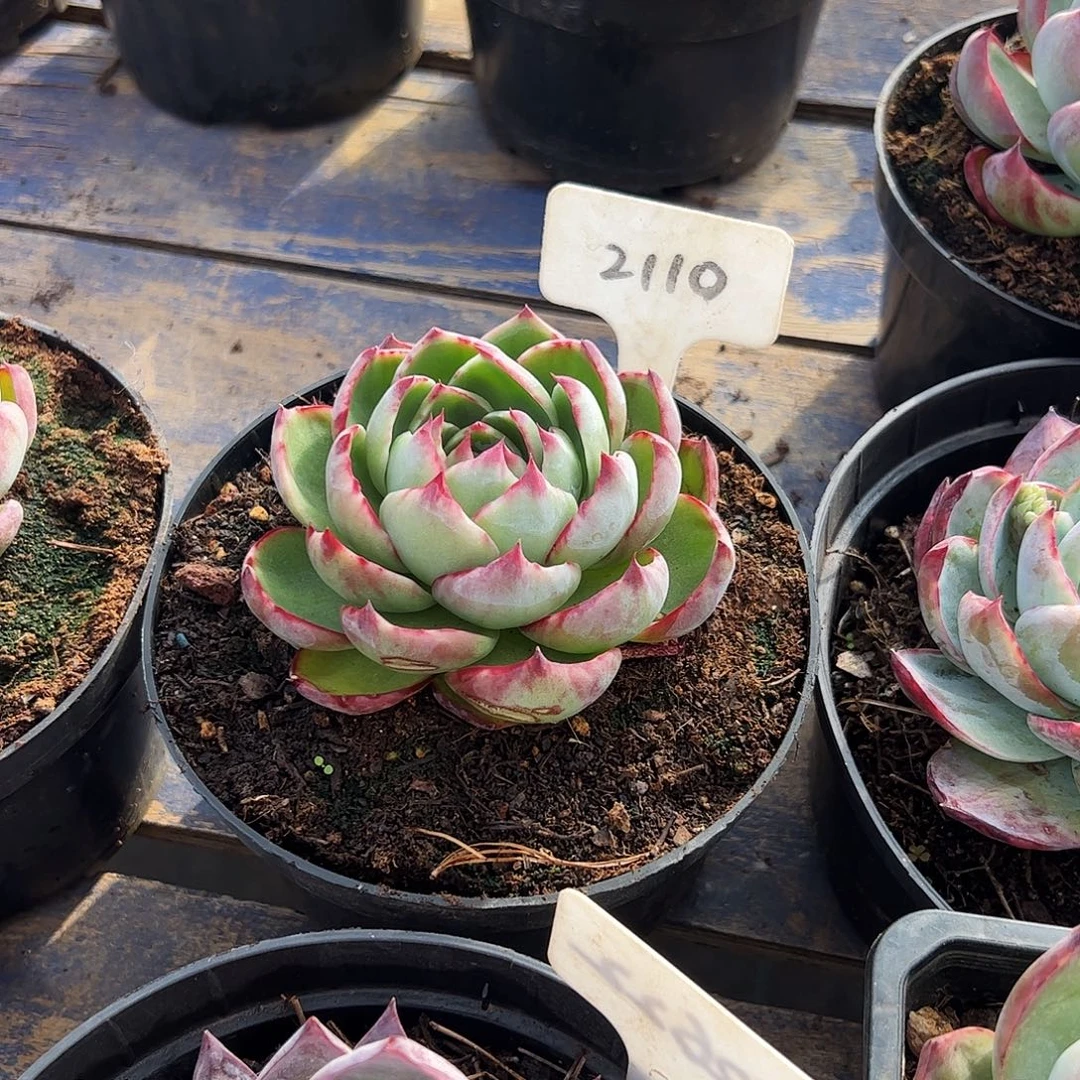 惊鸿仙子2110号有干疤介意勿拍