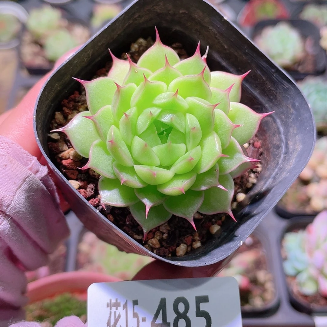 花利美15-485海王
