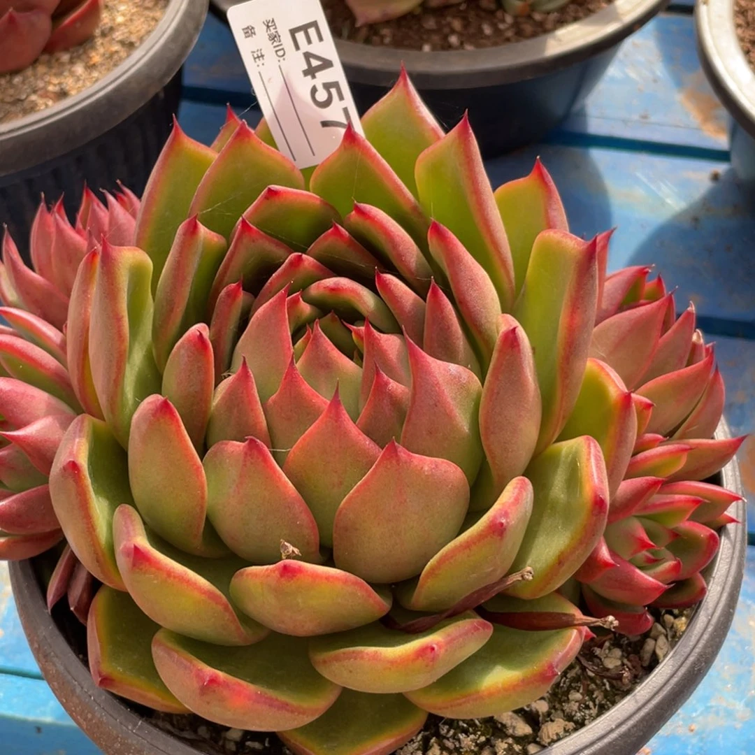 无花朵若如东云单拍E457