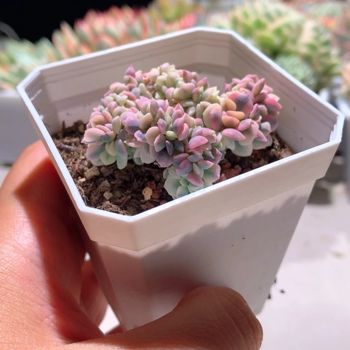 雪精灵缀化锦有根