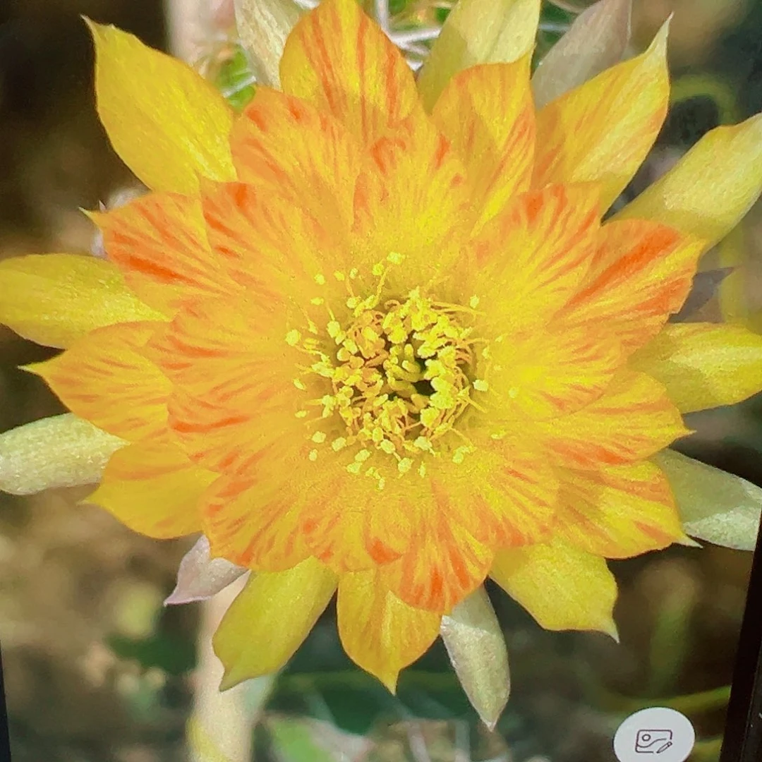 丽花 黄羽 侧芽 满20包邮