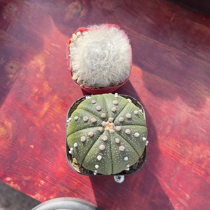 ?**✨星兜丽光殿仙人球仙人球