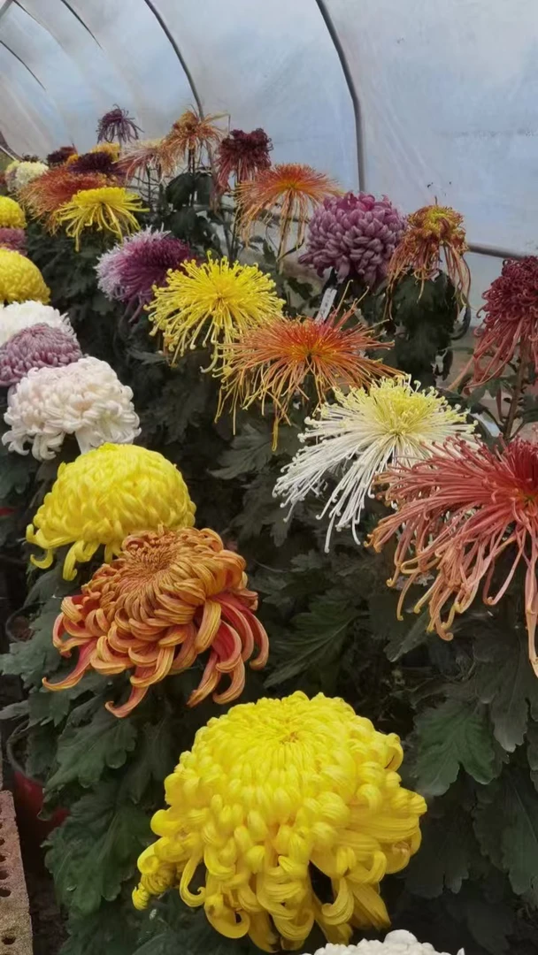 • 九华园艺优质大菊穴盘苗，健壮易活，打造多彩花境