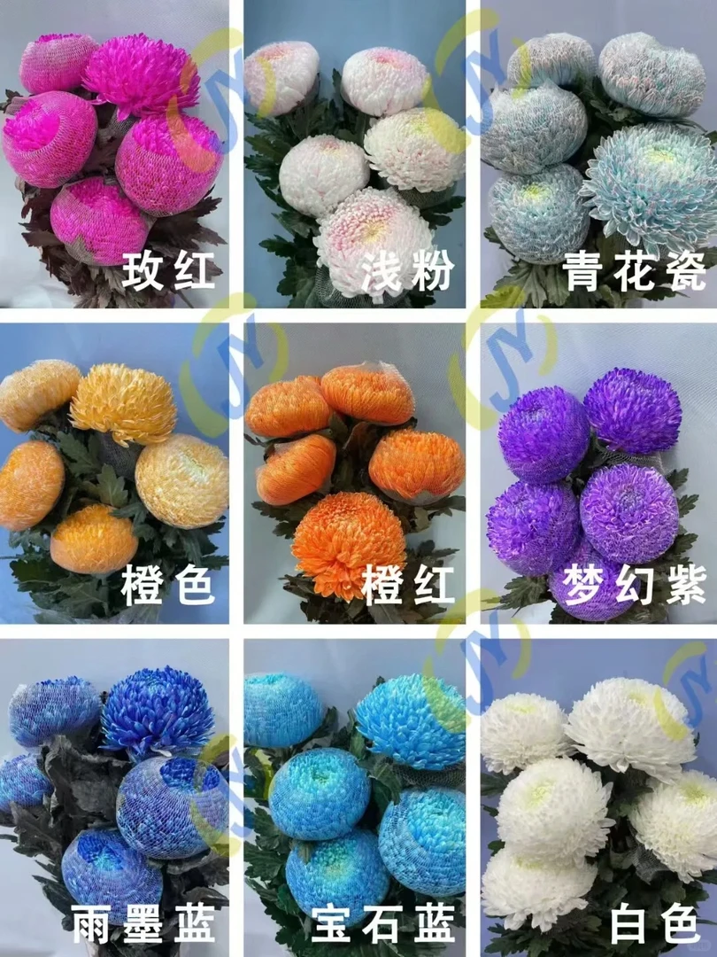 【源头优选】牡丹菊-云南直发鲜花家居水养插花鲜切花