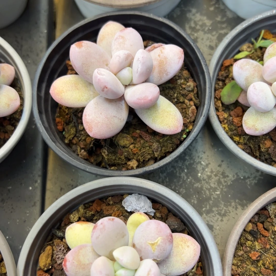 雪美人，九块九包邮。