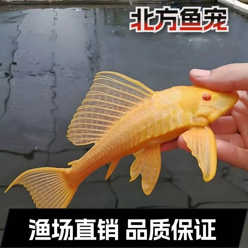 【正宗女王】黄金女王大帆红眼清道夫观赏鱼清洁鱼除青苔褐藻不吸鱼