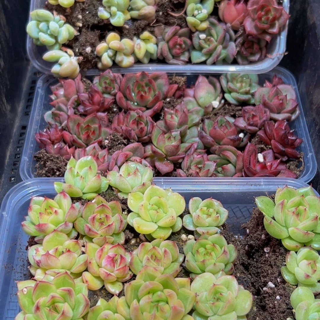 946的人都在用这个词来形容