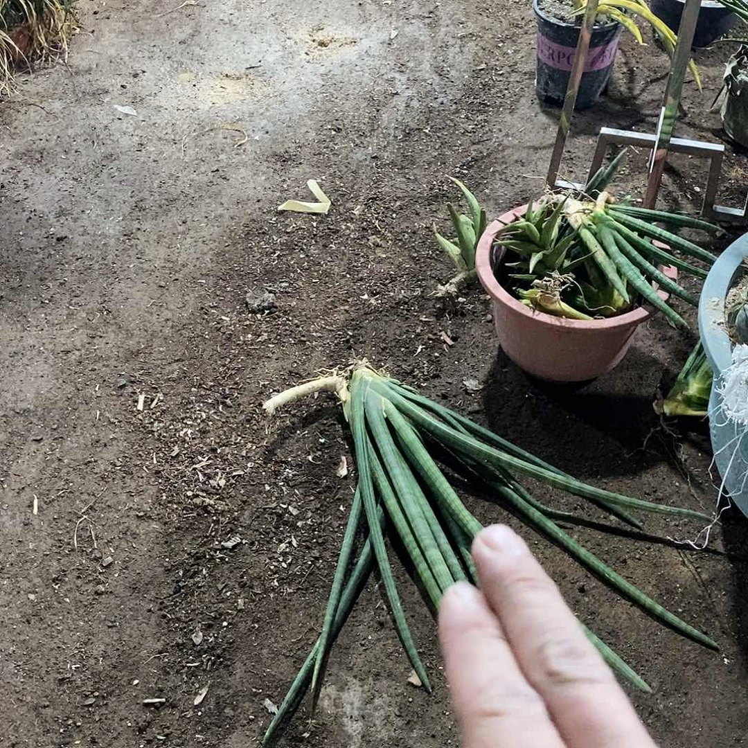 佛前香3颗随机。