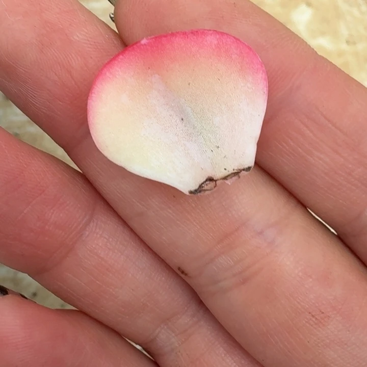 粉月亮叶片一物一拍