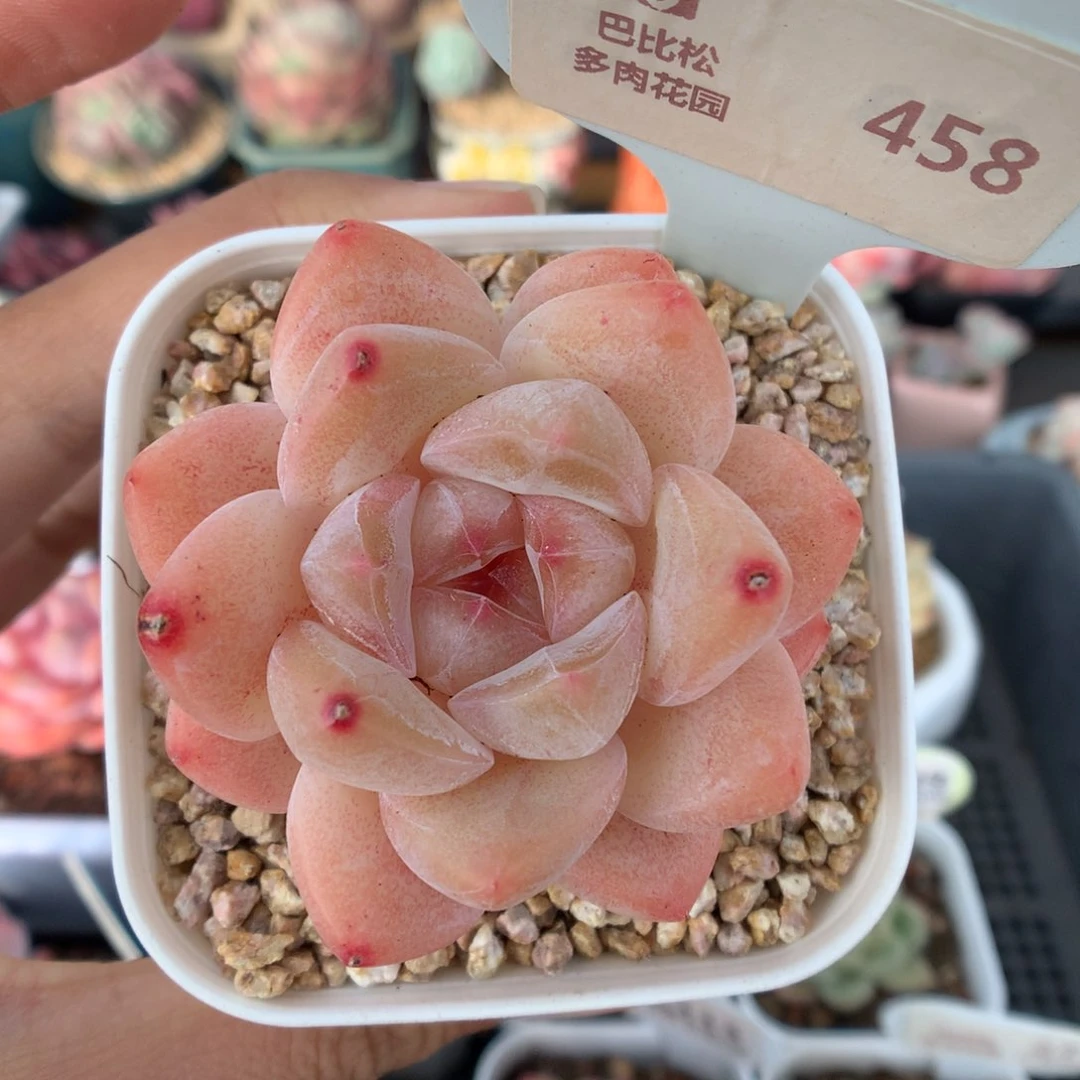 458糖心多肉植物