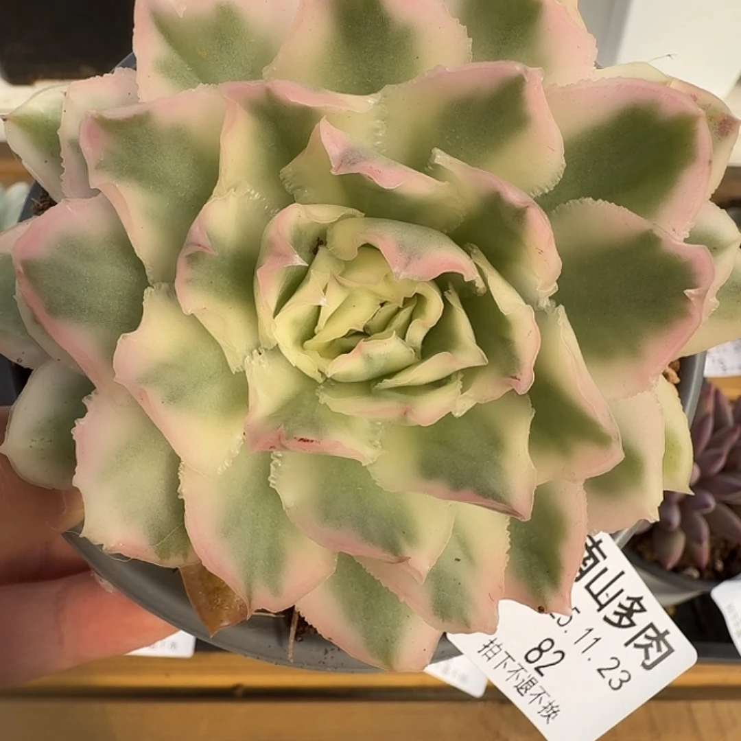 紫蝴蝶锦1111123-82