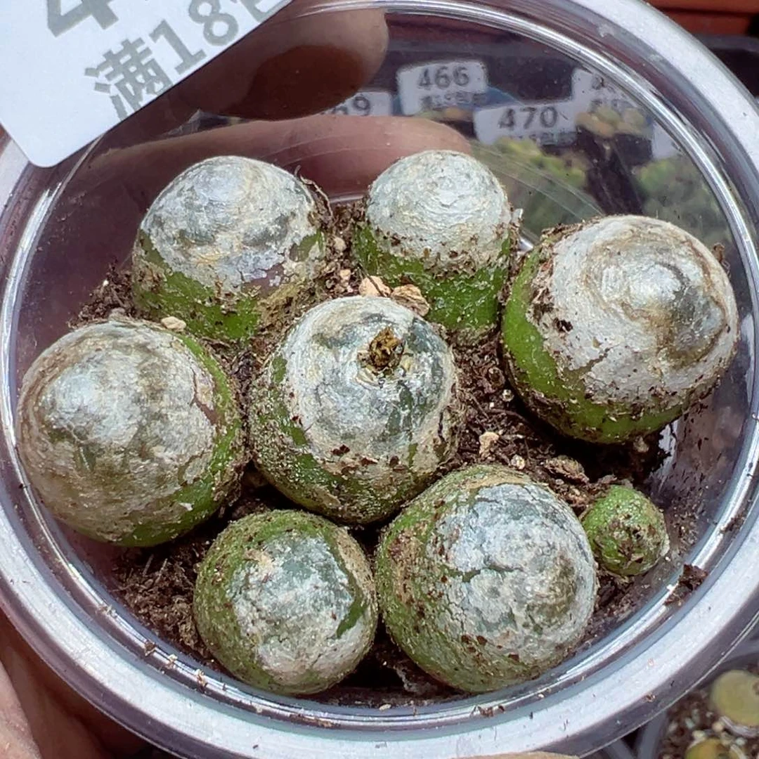 【闪购商品】 478。
