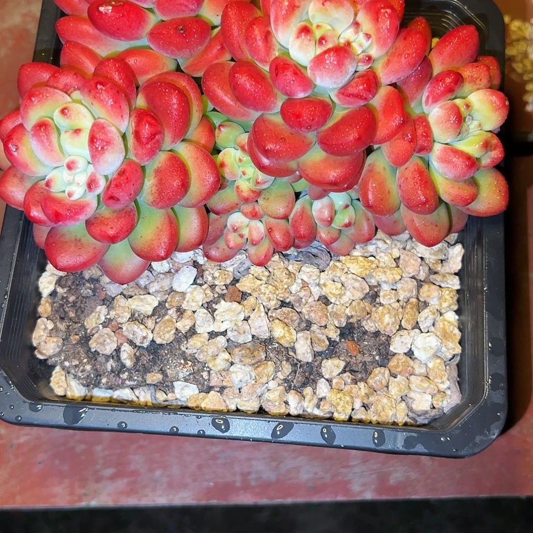 寳***钰可爱多可爱多1111111岁