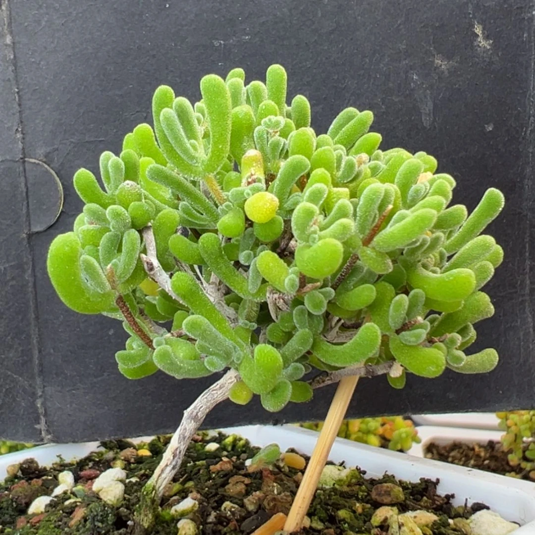 【闪购商品】dy6415小星星冠幅6cm