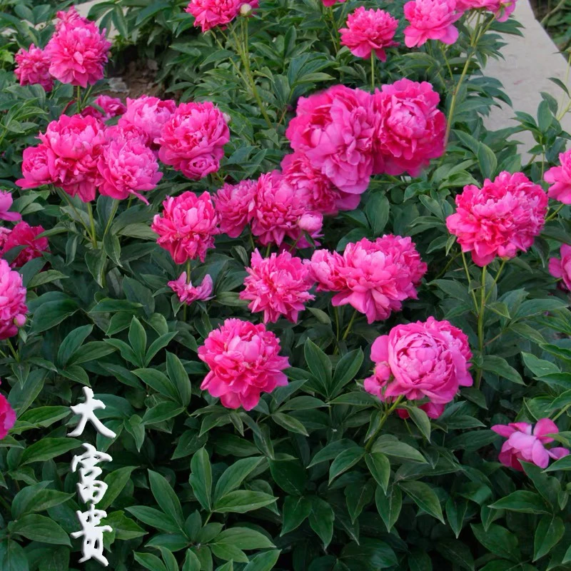 大富贵芍药花苗红色大花芍药山东大芍药苗大苗千层重瓣大花