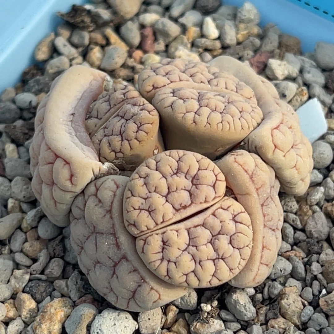 6675三头红纹189群一颗