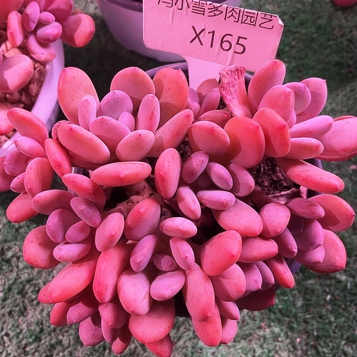 用****4我是第一百个为妖刀应援的阴阳