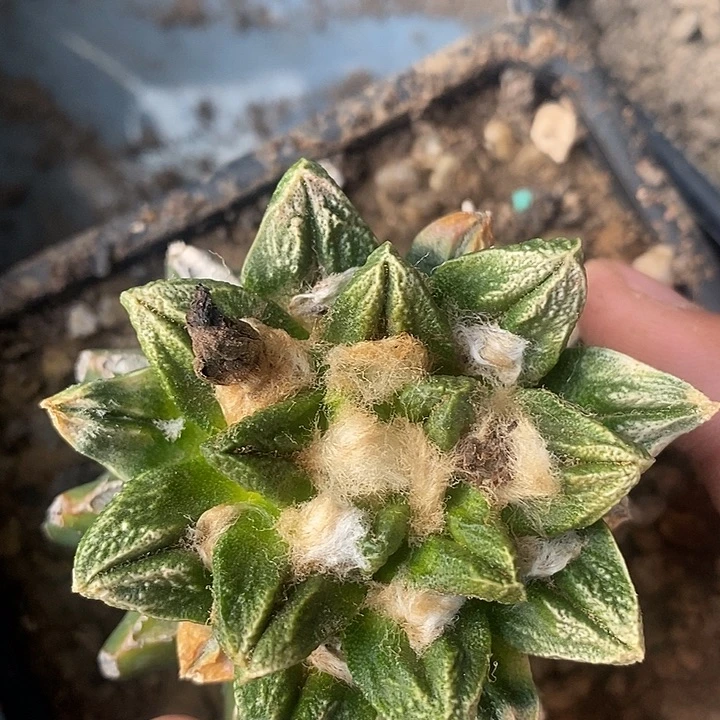 苗接龙角龟甲黄体锦