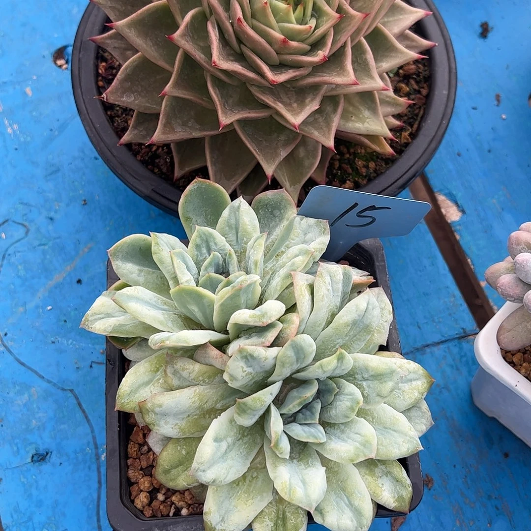 N***G星星锦泡泡纱裙多肉植物