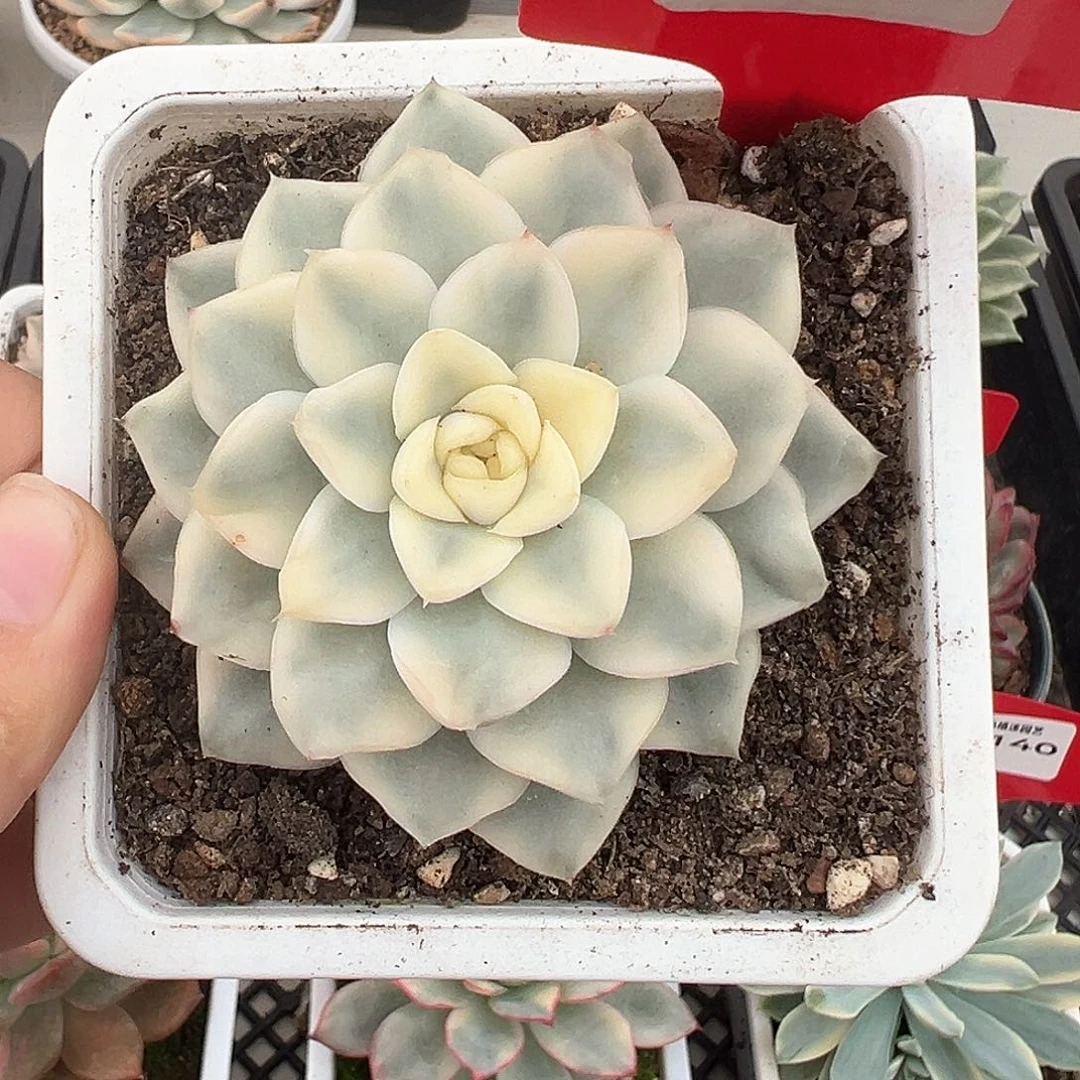 141号雪鸳锦多肉植物