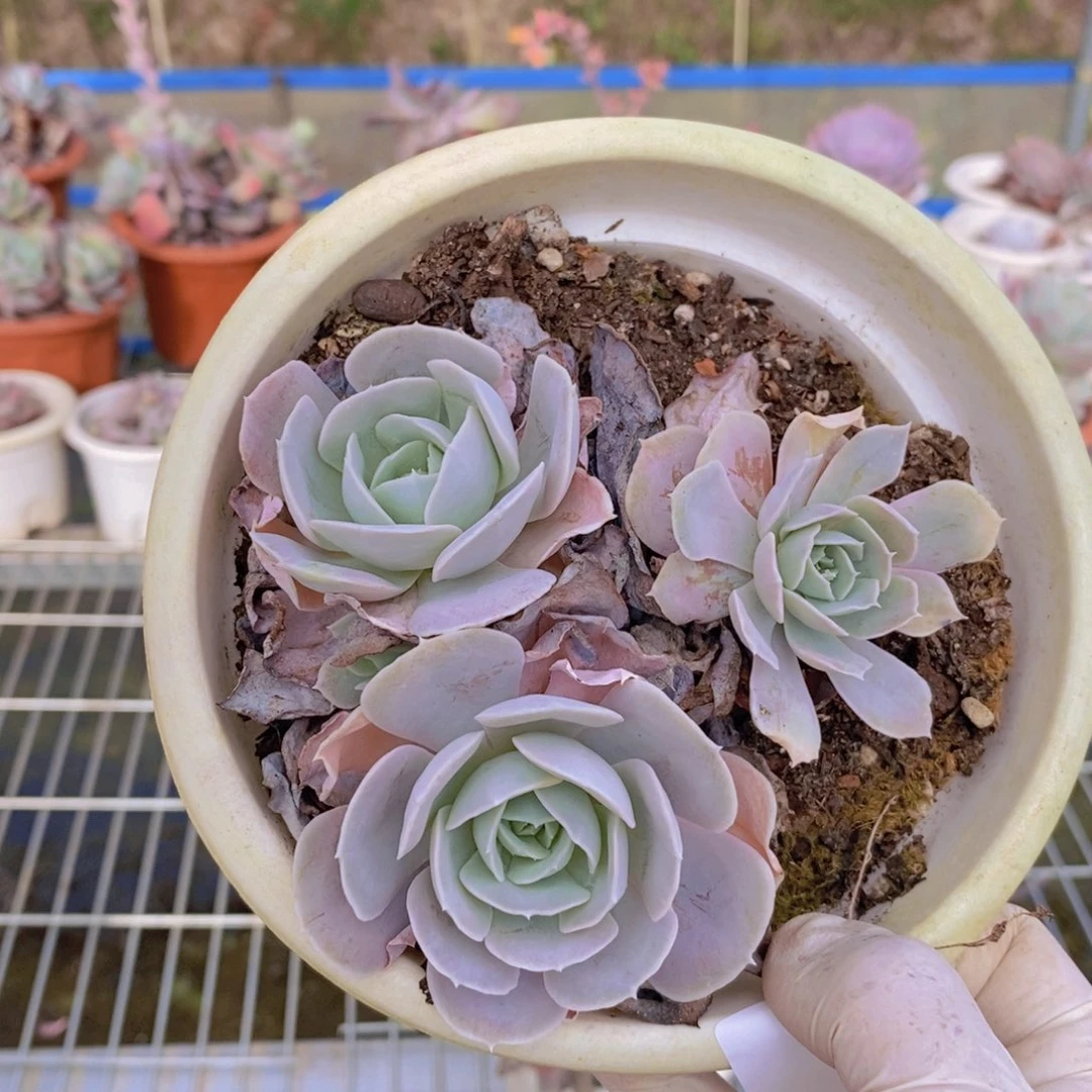 8059圣卡洛斯一物一拍