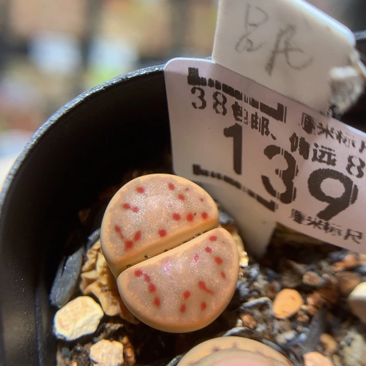 Zzz精品生石花139