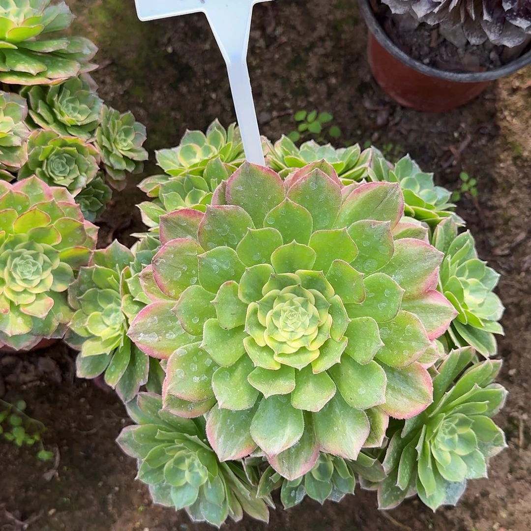 4194海王多肉法师多肉