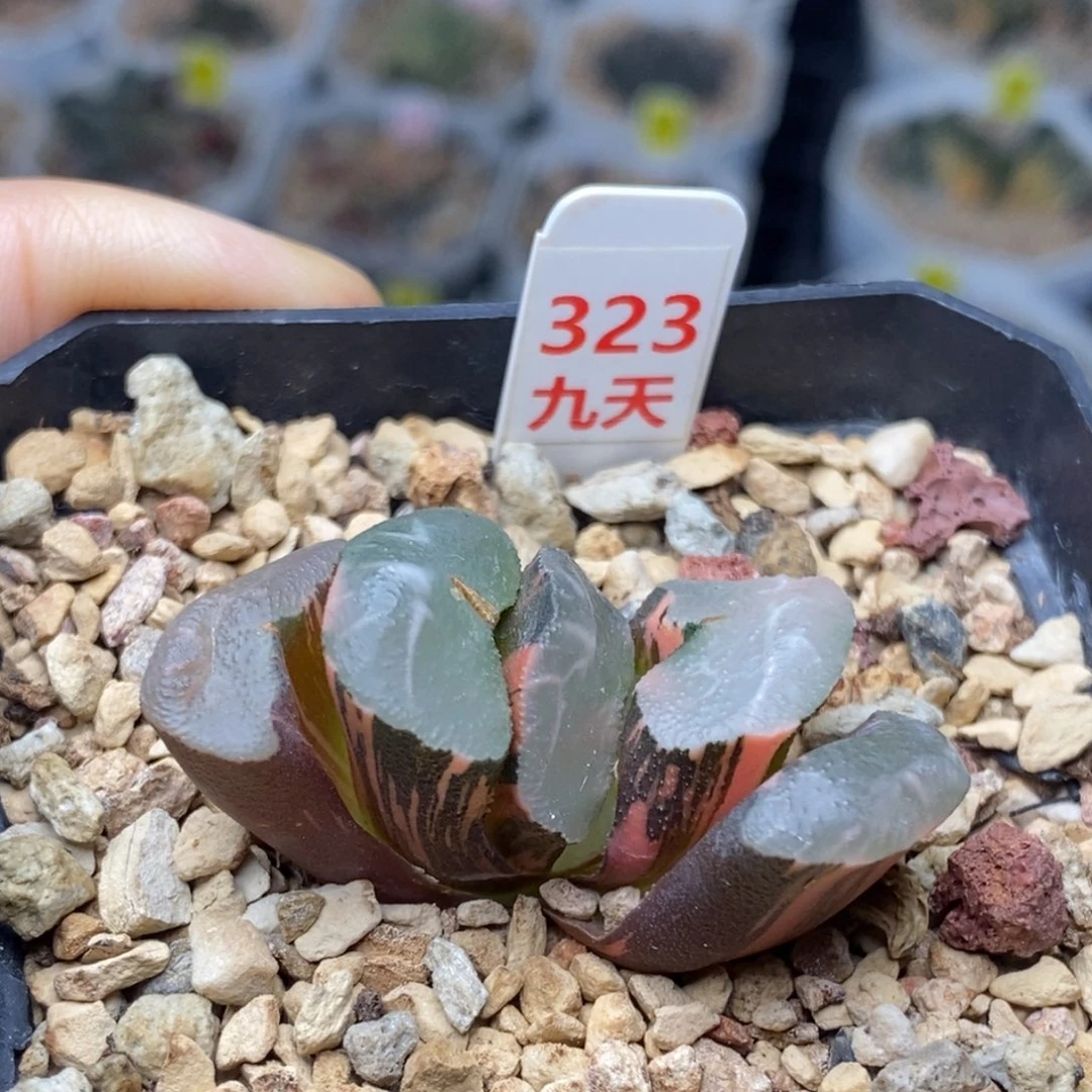 323号碧峰玉扇锦多肉