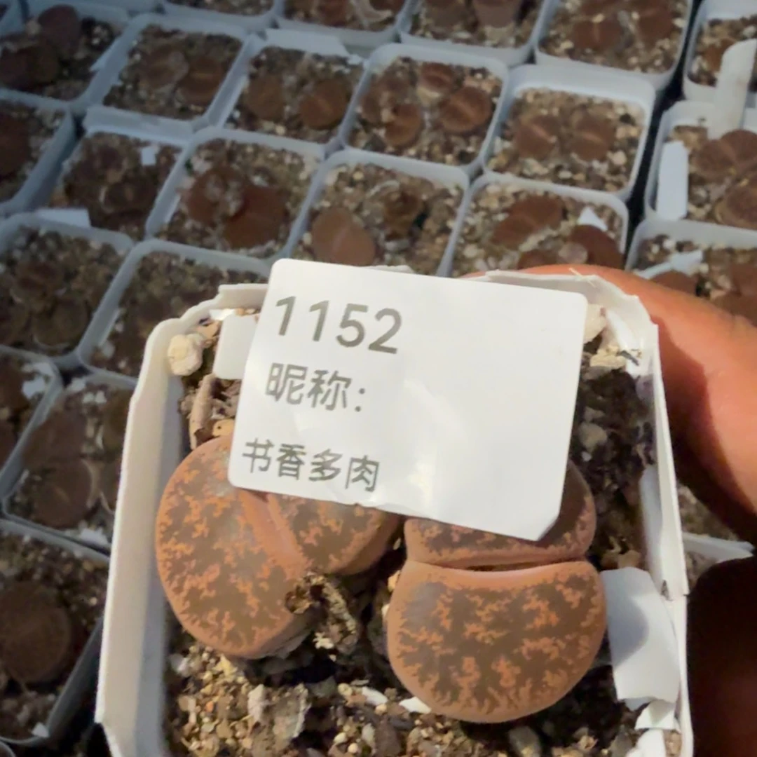 多肉植物多肉植物多肉植物