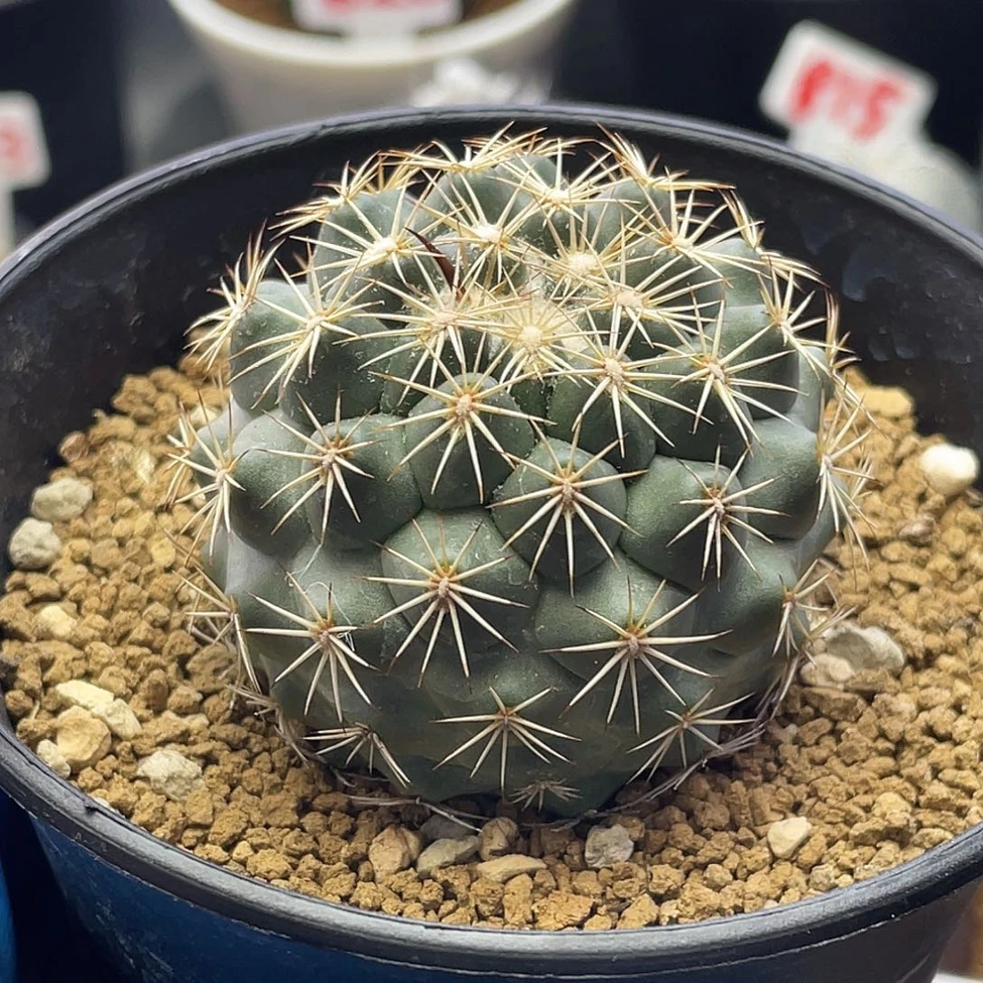 实生顶花皇后孤刺凤舞