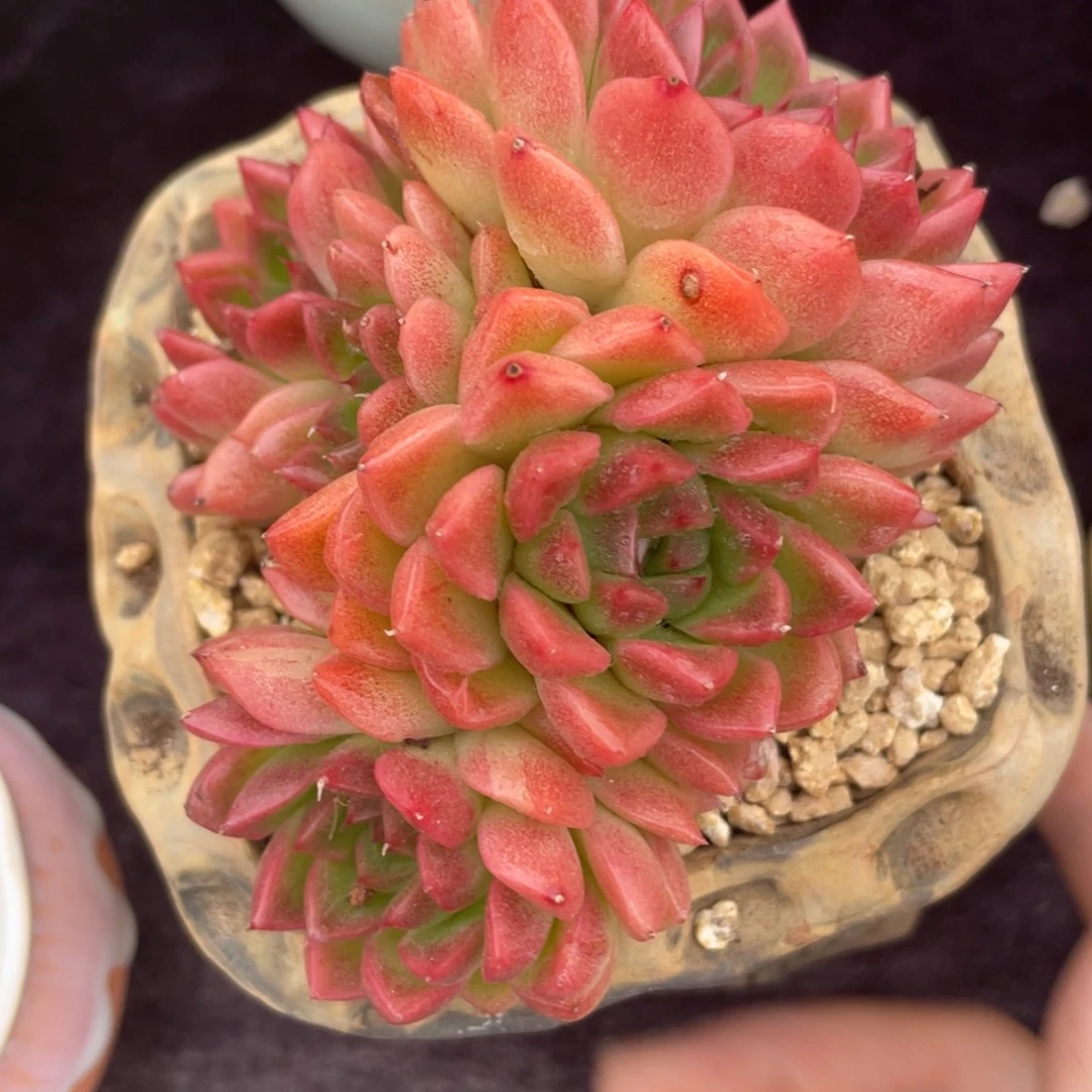 微***笑东云小群生多肉植物