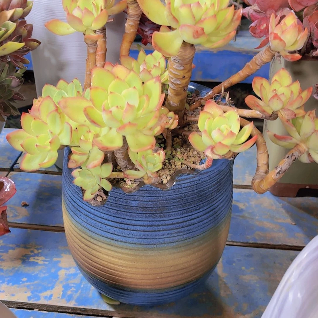 红陶牛*多肉植物保护研究所