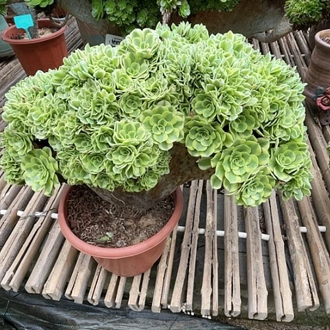 【闪购商品】全部花朵绿豆沙