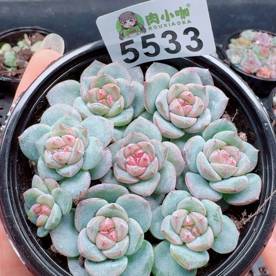 多肉植物多肉植物