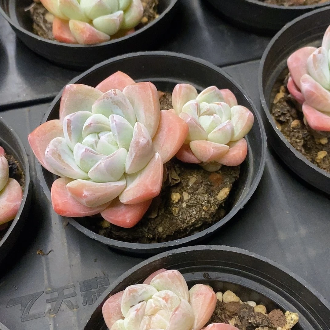 05。双头冰玉。福利多多