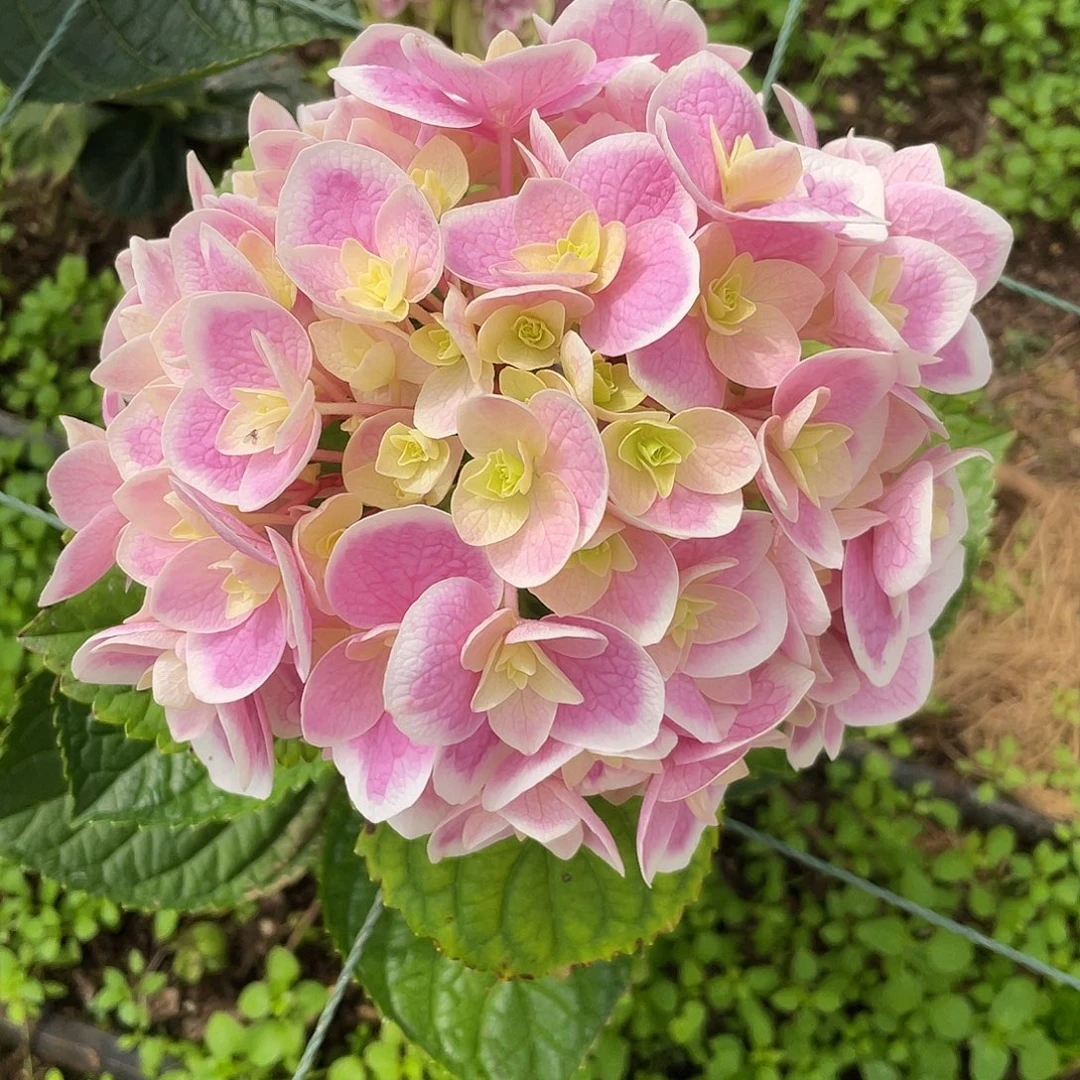 绣球切花一物一拍3枝起包邮,2