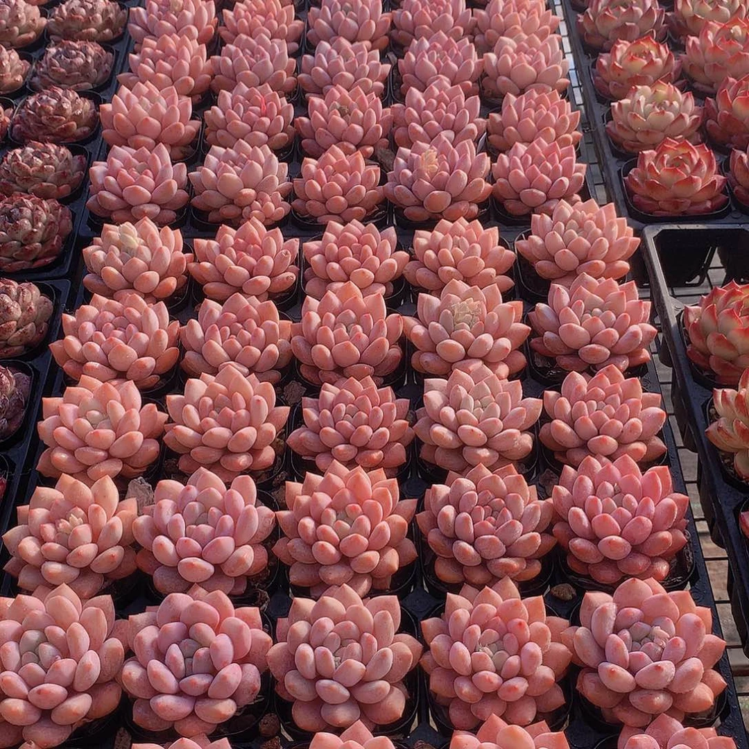 半夏23456789990000