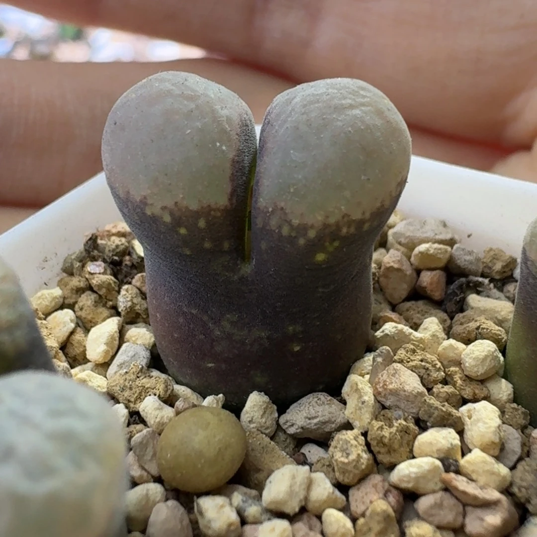 82号1799.8单头风铃一物一拍