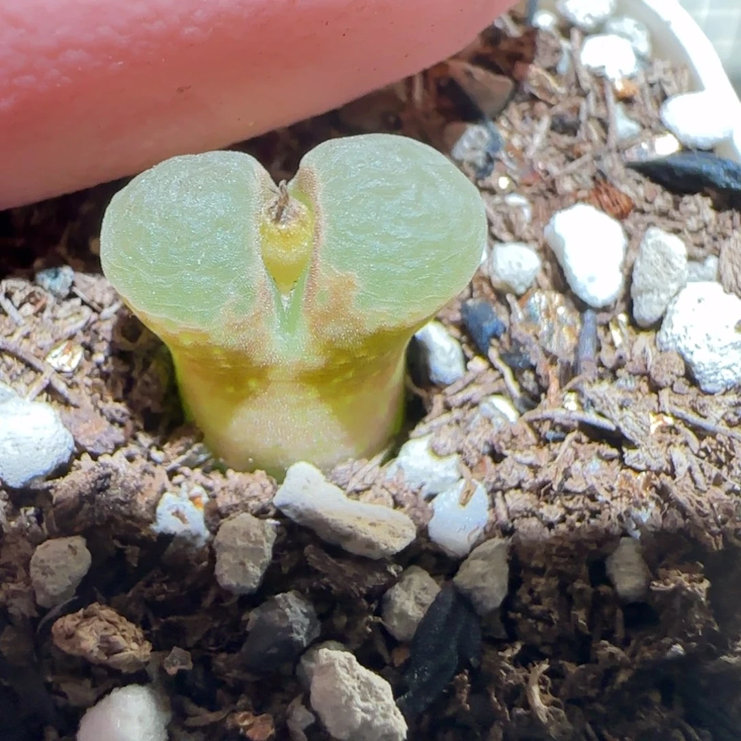 肉锥多肉植物百科-粉樱有疤1442