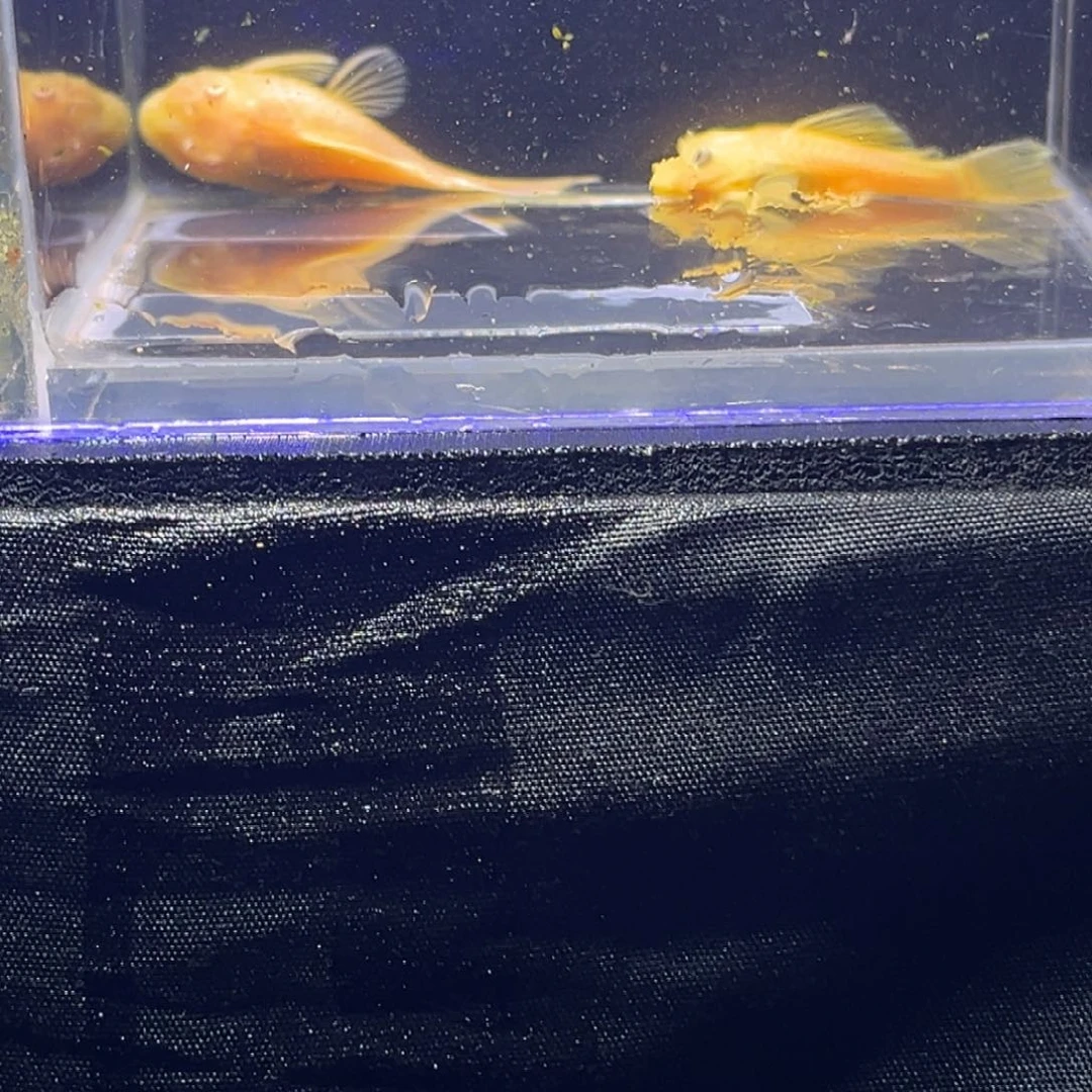 孔雀鱼胡子胡子胡子