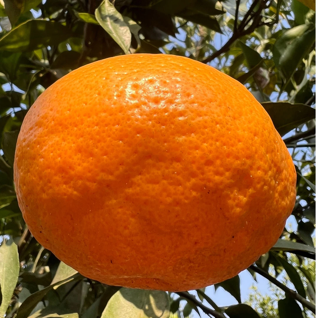 四川春见耙耙柑粑粑柑橘子当季整箱新鲜水果丑柑桔丑八怪