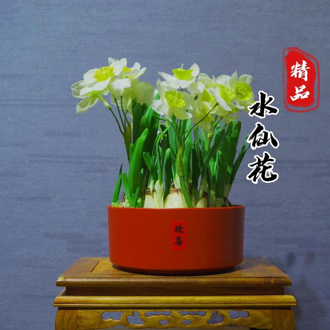 漳州水仙花盆栽水养种球冬季花卉客厅室内水培植物好养年宵花