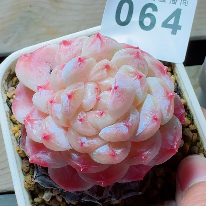 白巧冰魄         精控精养多肉植物