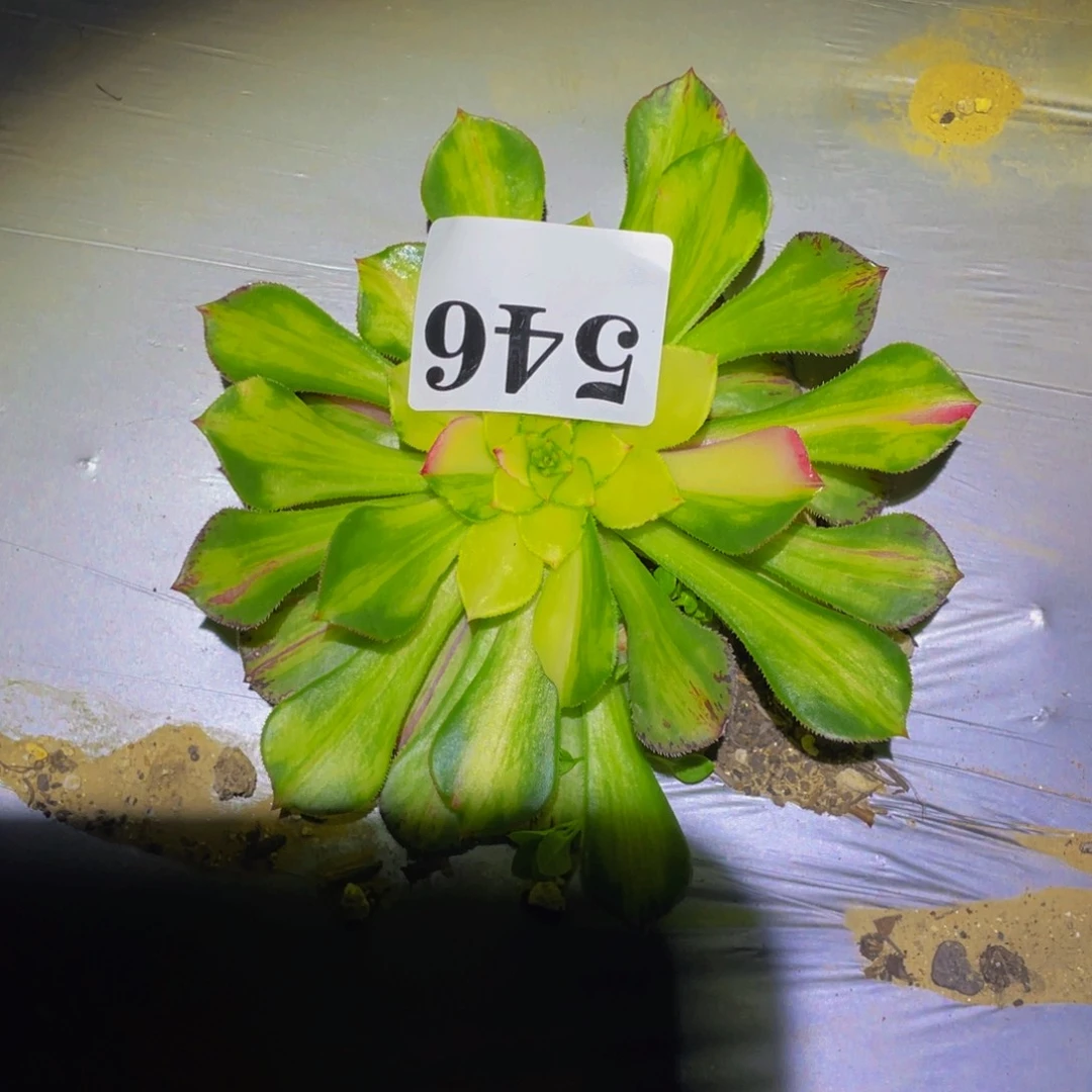 知否多肉植物多肉546