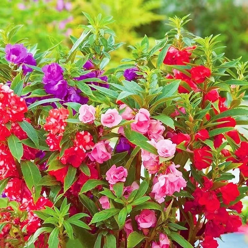 重瓣凤仙花种籽庭院花种籽子大全四季播种开花室外阳台指甲花种孑