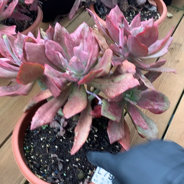 钻石锦老桩 多肉植物 9.28号发