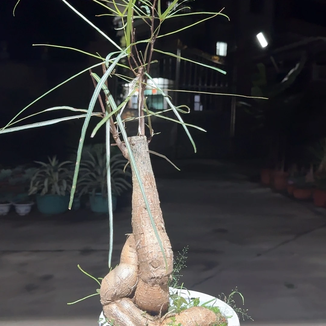 昆士兰瓶杆树一一