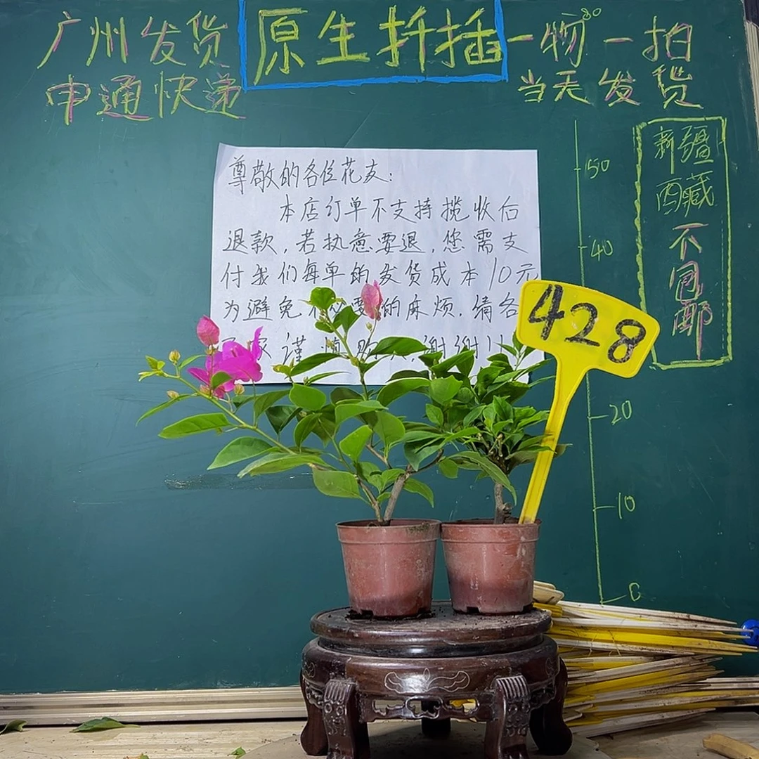 当前无花栽培后可以开花漳红樱掌中宝 酒红掌中宝428