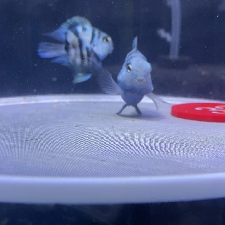 鹦鹉鱼桃心嘴娃娃脸宝蓝迷你鹦鹉